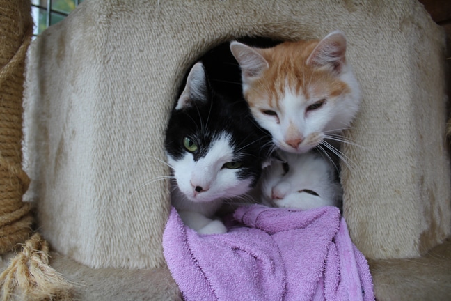 Katzen im Katzenbaum