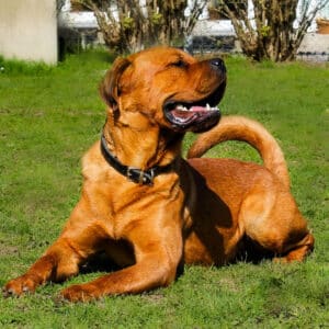 Alvin I Chow Chow - Rottweiler - Mischling | Vorarlberger Tierschutzheim
