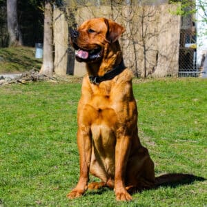 Alvin I Chow Chow - Rottweiler - Mischling | Vorarlberger Tierschutzheim