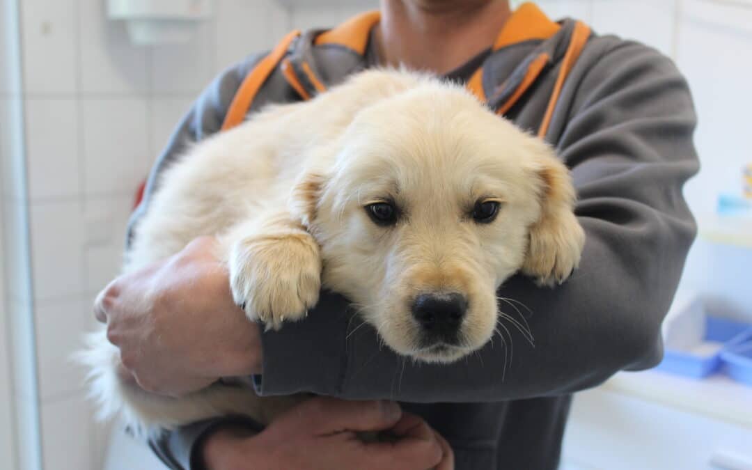 Novelle des Tierschutzgesetzes – Transport von Welpen nach Österreich