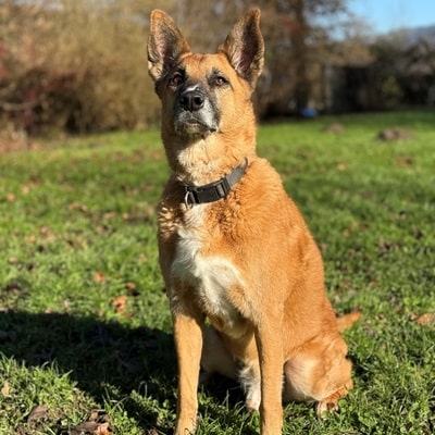 Bengy